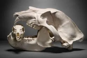 J'ai abattu un grizzly intérieur monstrueux avec mon arc classique