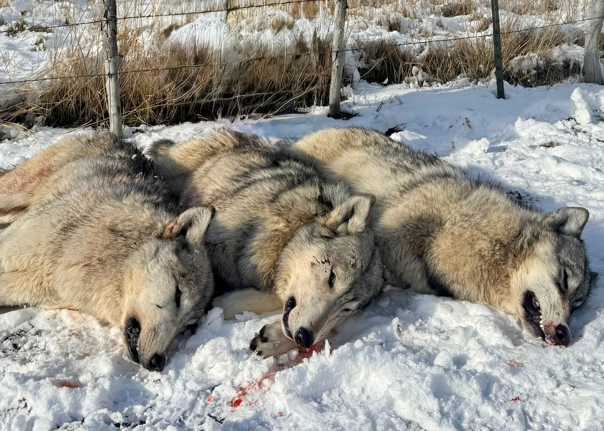 Une photo de trois loups gris morts.
