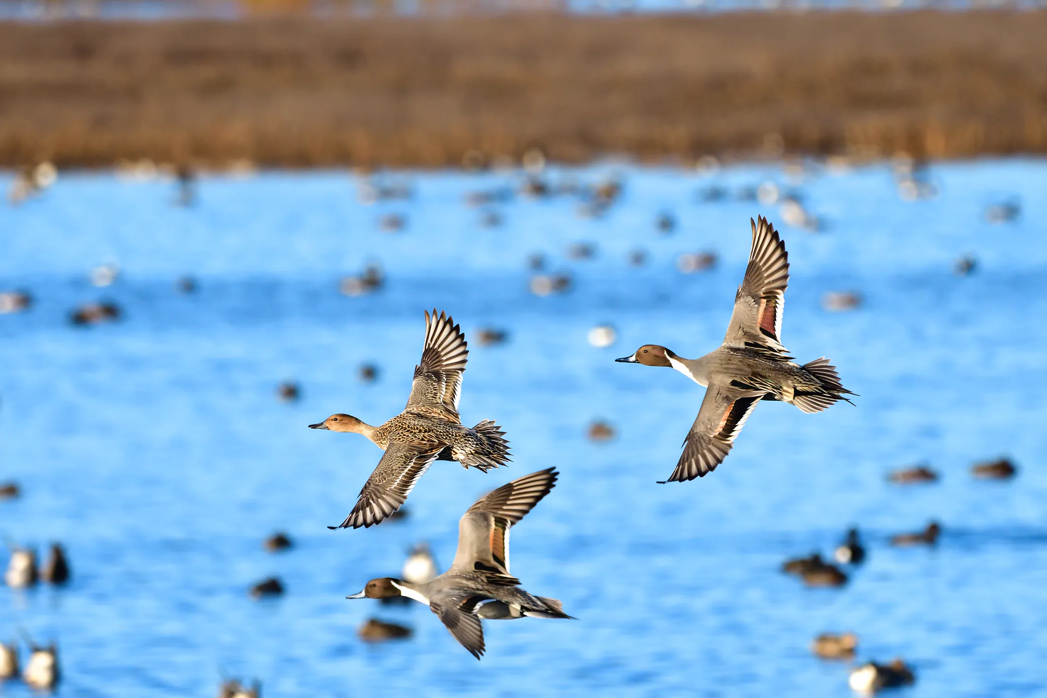 Vol de cour du Canard pilet pendant la migration automne-hiver le long de la voie migratoire du Pacifique à la réserve faunique nationale de Llano Seco. Ces canards font partie des millions d’oiseaux aquatiques qui migrent chaque année le long de la voie migratoire du Pacifique.