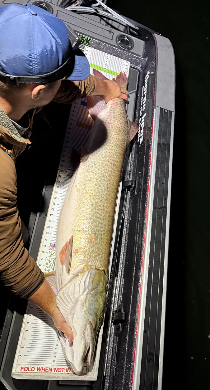 Un pêcheur mesure un gros maskinongé sur une planche à mesurer.