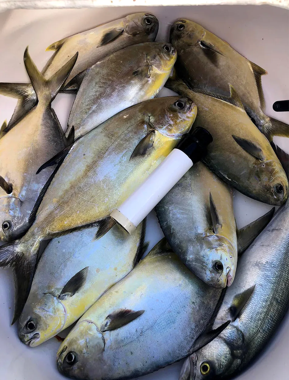 Un tas de pompano fraîchement pêché.