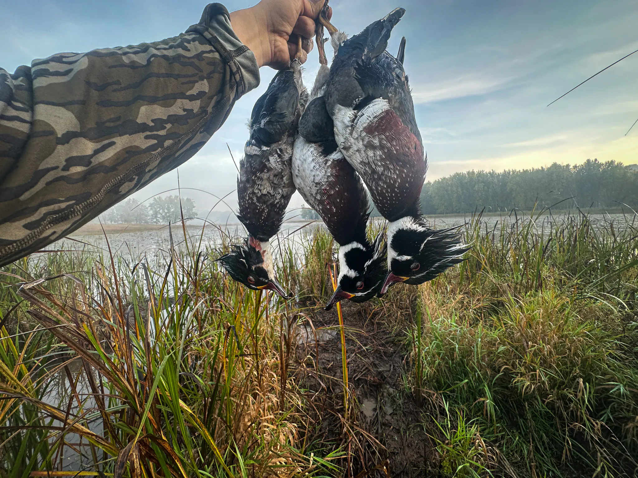 Un trio de canards branchus