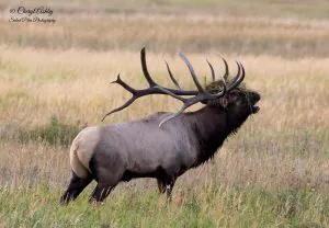 «Split 5» était l'un des wapitis mâles les plus photographiés du parc national des Montagnes Rocheuses. Un chasseur l'a marqué cet automne