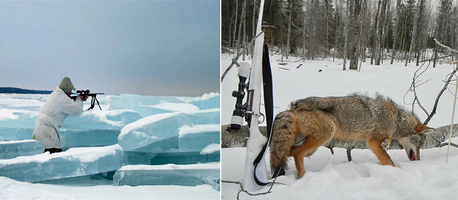 chasse au coyote lac supérieur