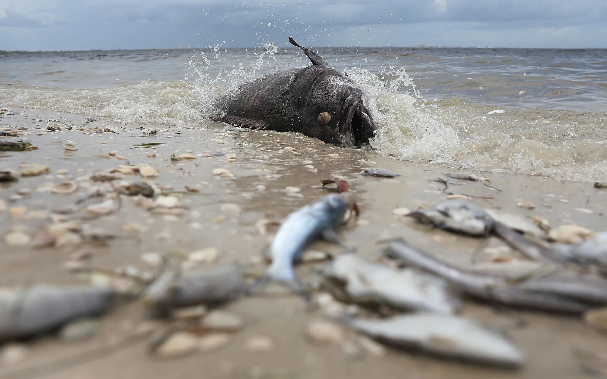Poisson tué lors d'une marée rouge en 2018 en Floride.