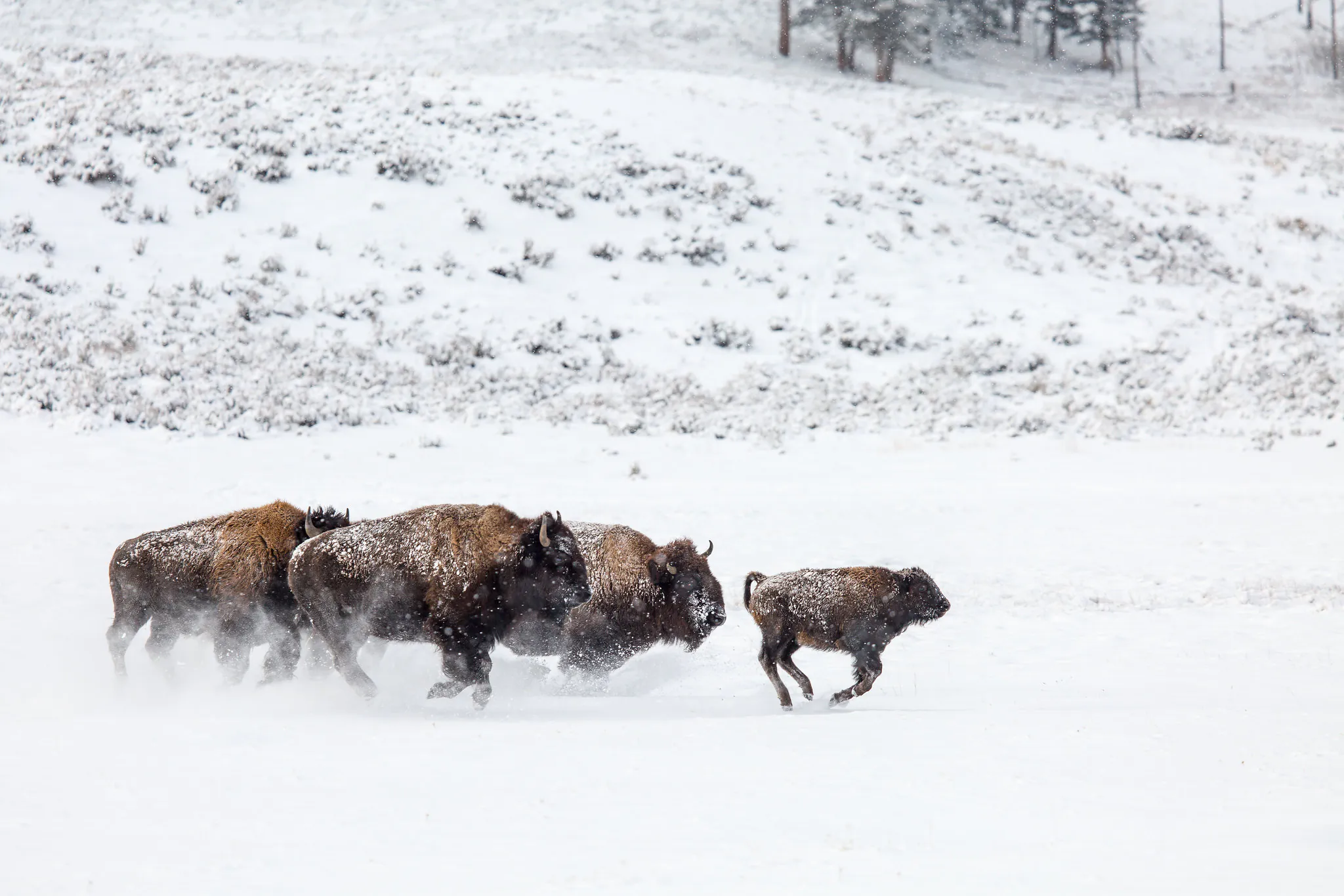 Bison dans un PN enneigé.