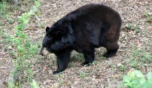 Les anti-chasseurs ont tenté de détourner la saison de l'ours noir en Floride, mais les autorités affirment que la chasse a quand même été un « succès ». Voici les données de récolte