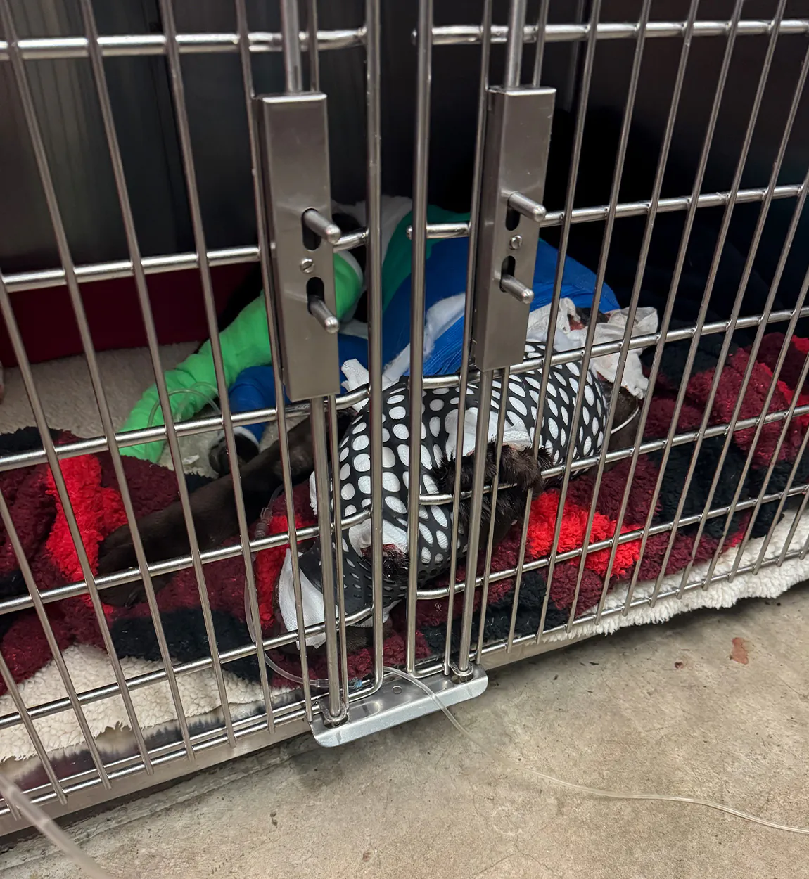 Un chien grièvement brûlé dans un chenil d’un hôpital vétérinaire.