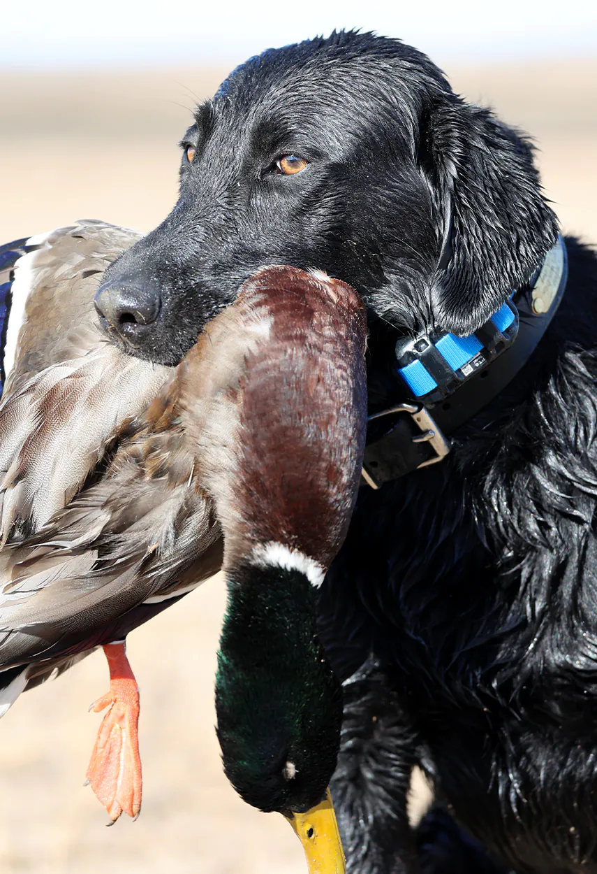 Un labrador retriever portant un canard.