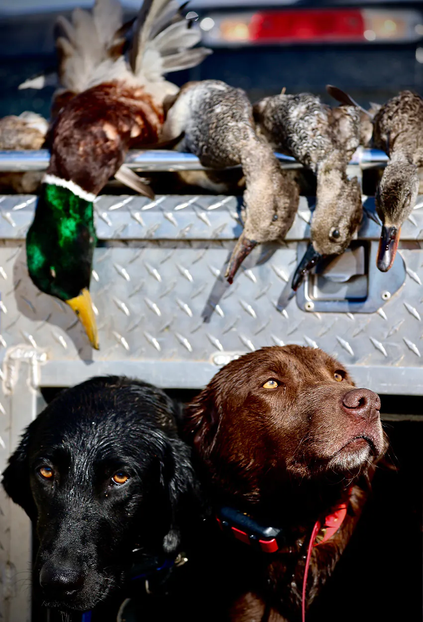 Deux labradors retrievers dans une boîte à chien.