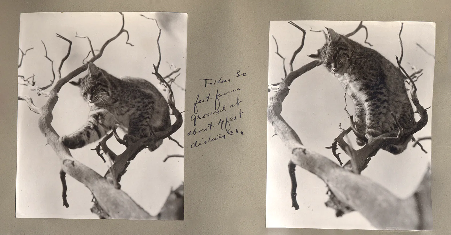 photos historiques de lynx roux dans un arbre