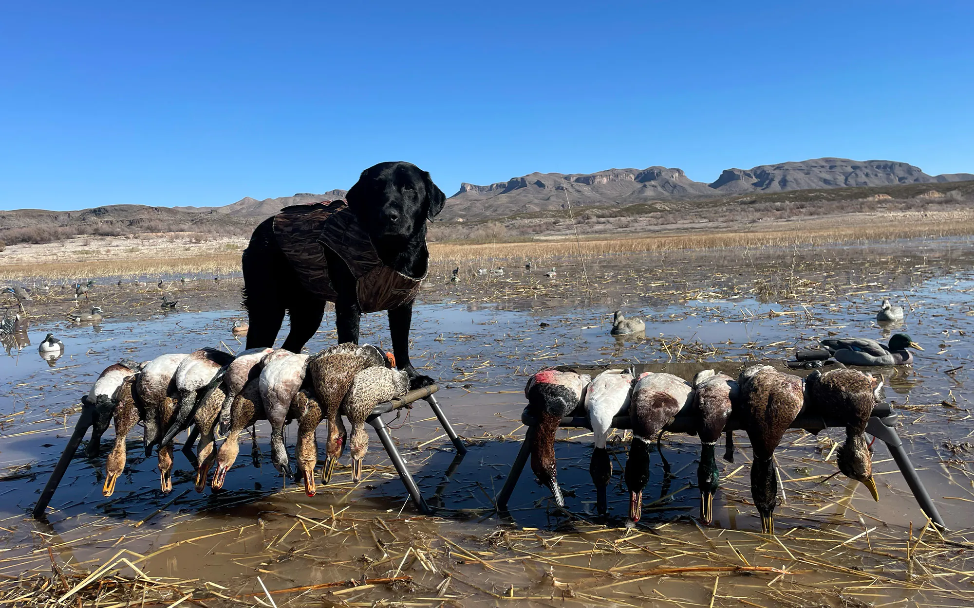 Un laboratoire noir avec des canards mexicains récupérés au Nouveau-Mexique.