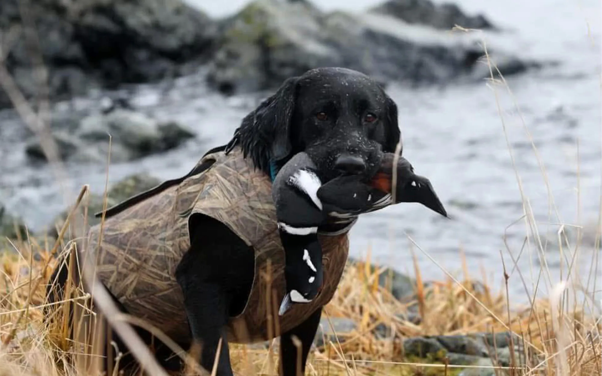 Un chien de chasse pose avec des rubans après un essai de chasse