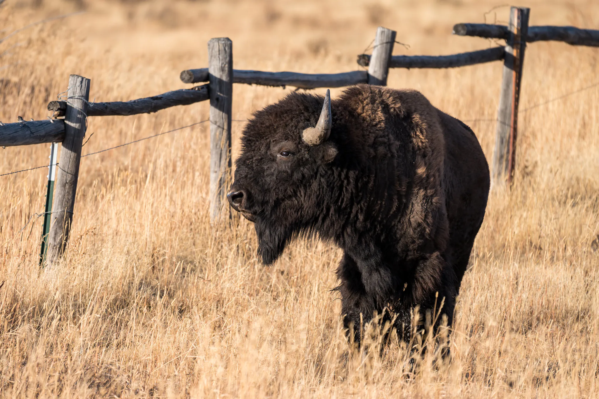 Un bison près d'une clôture.