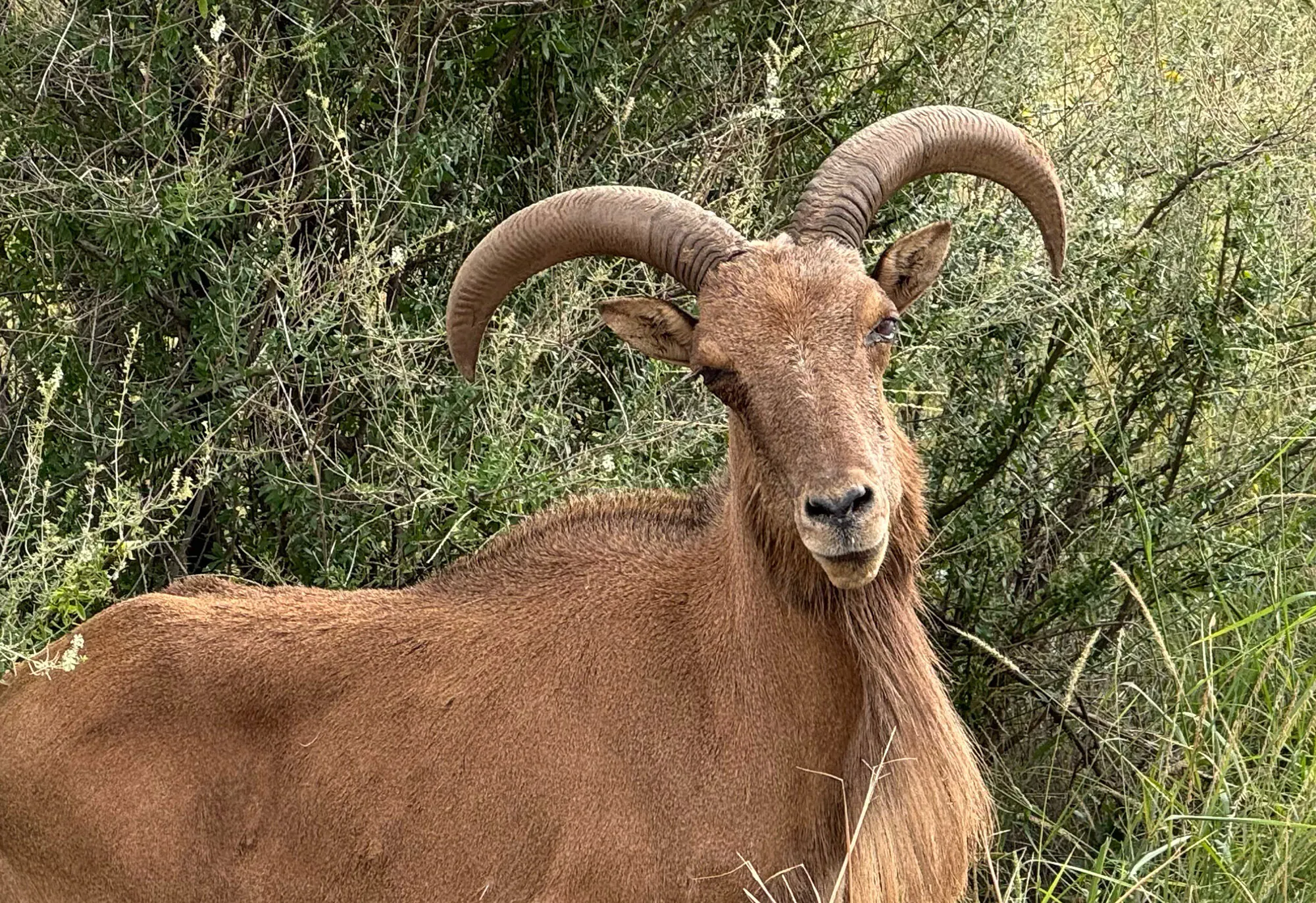Un aoudad aux yeux roses