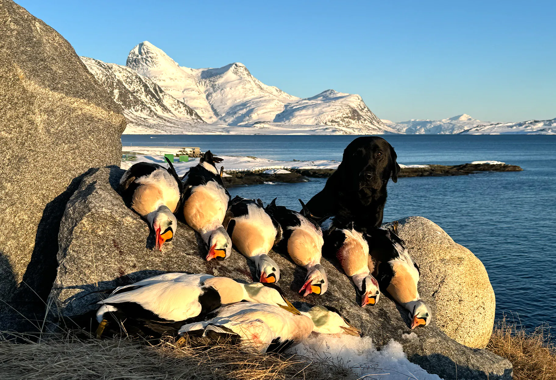 Un labrador noir avec des eiders royaux au Groenland