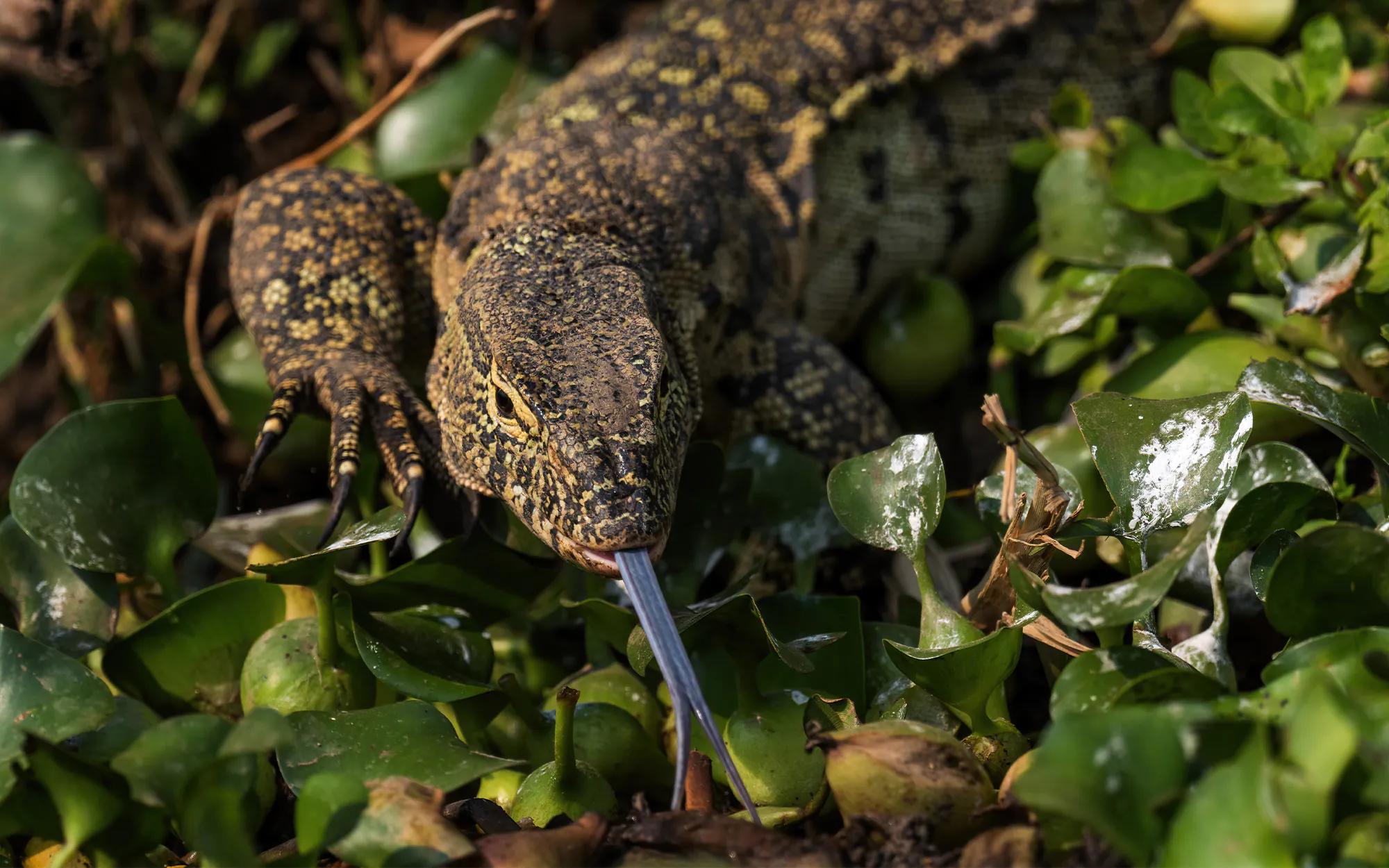 Un varan du Nil se cache dans le feuillage vert.