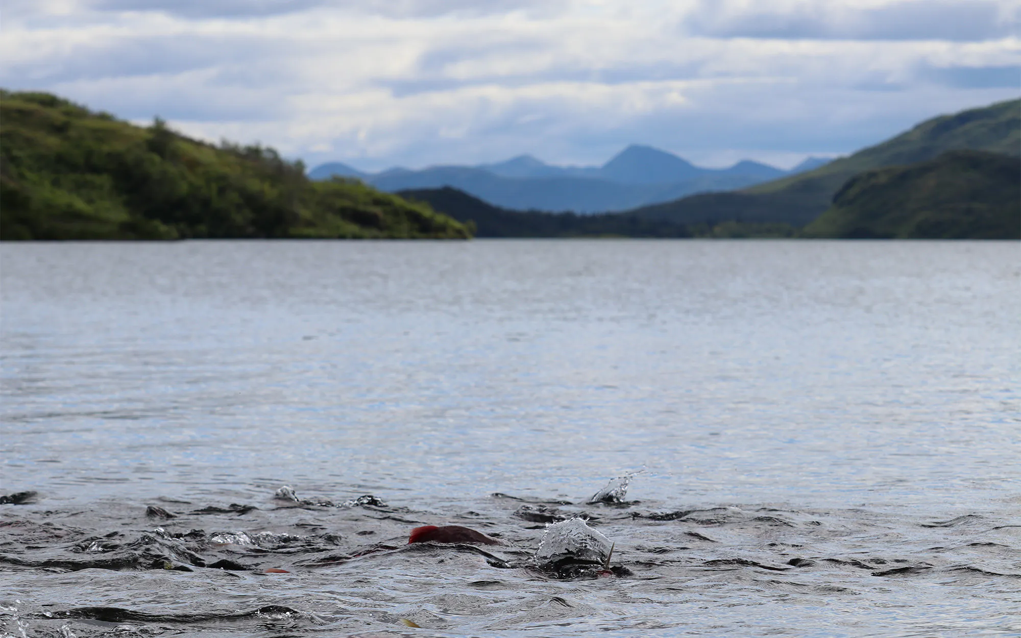 Scolarité de saumon rouge dans les eaux peu profondes d'un lac en Alaska.