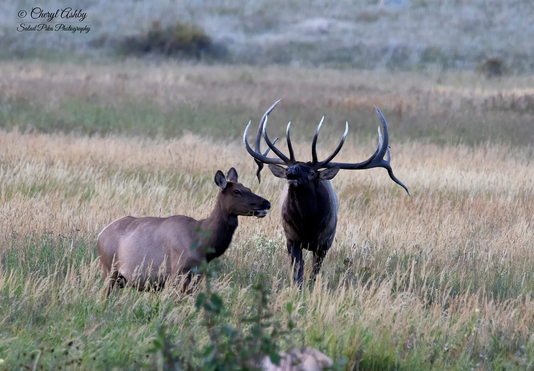 Un gros wapiti mâle dans le parc national des Montagnes Rocheuses.