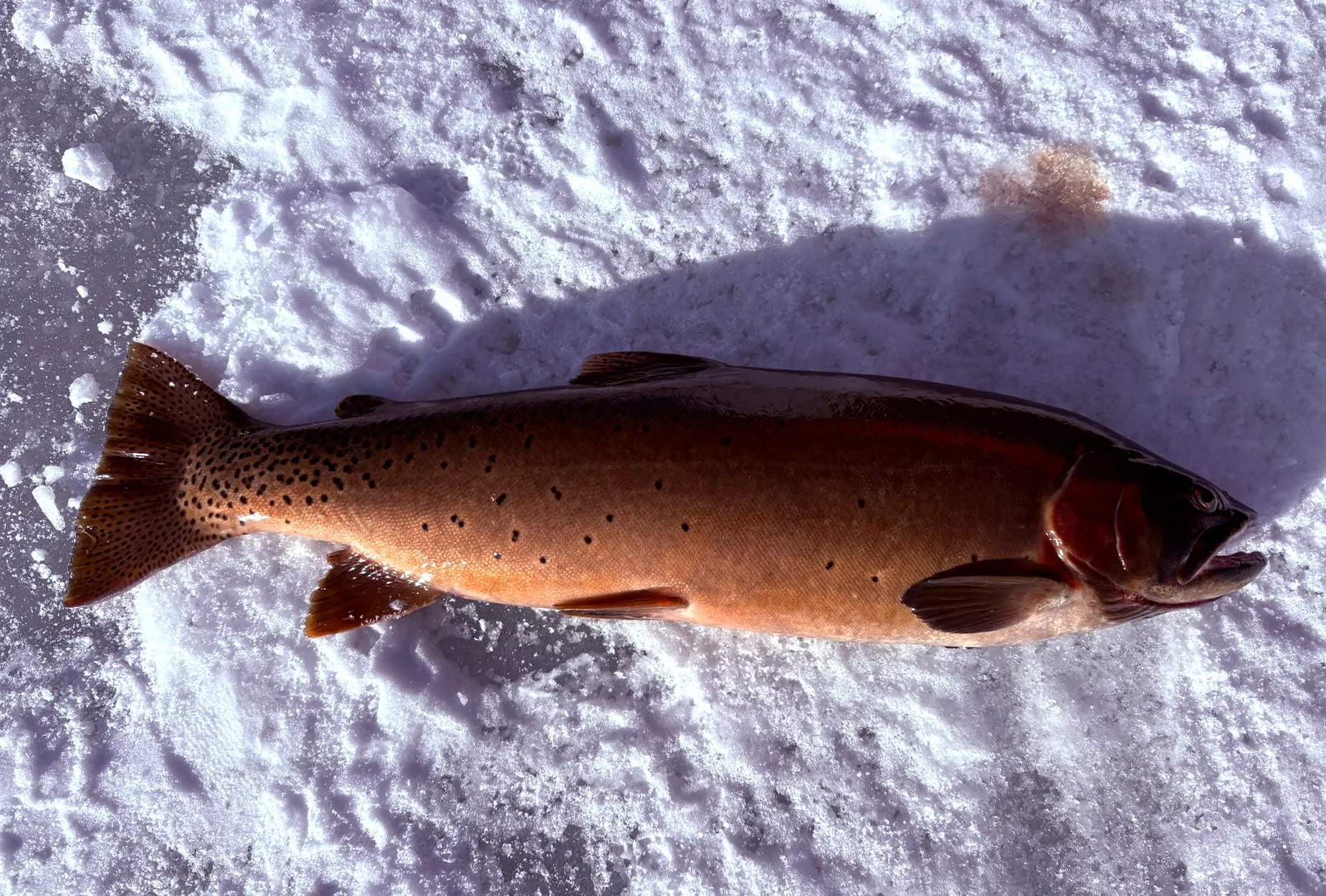 Une truite fardée de Yellowstone sur la glace.
