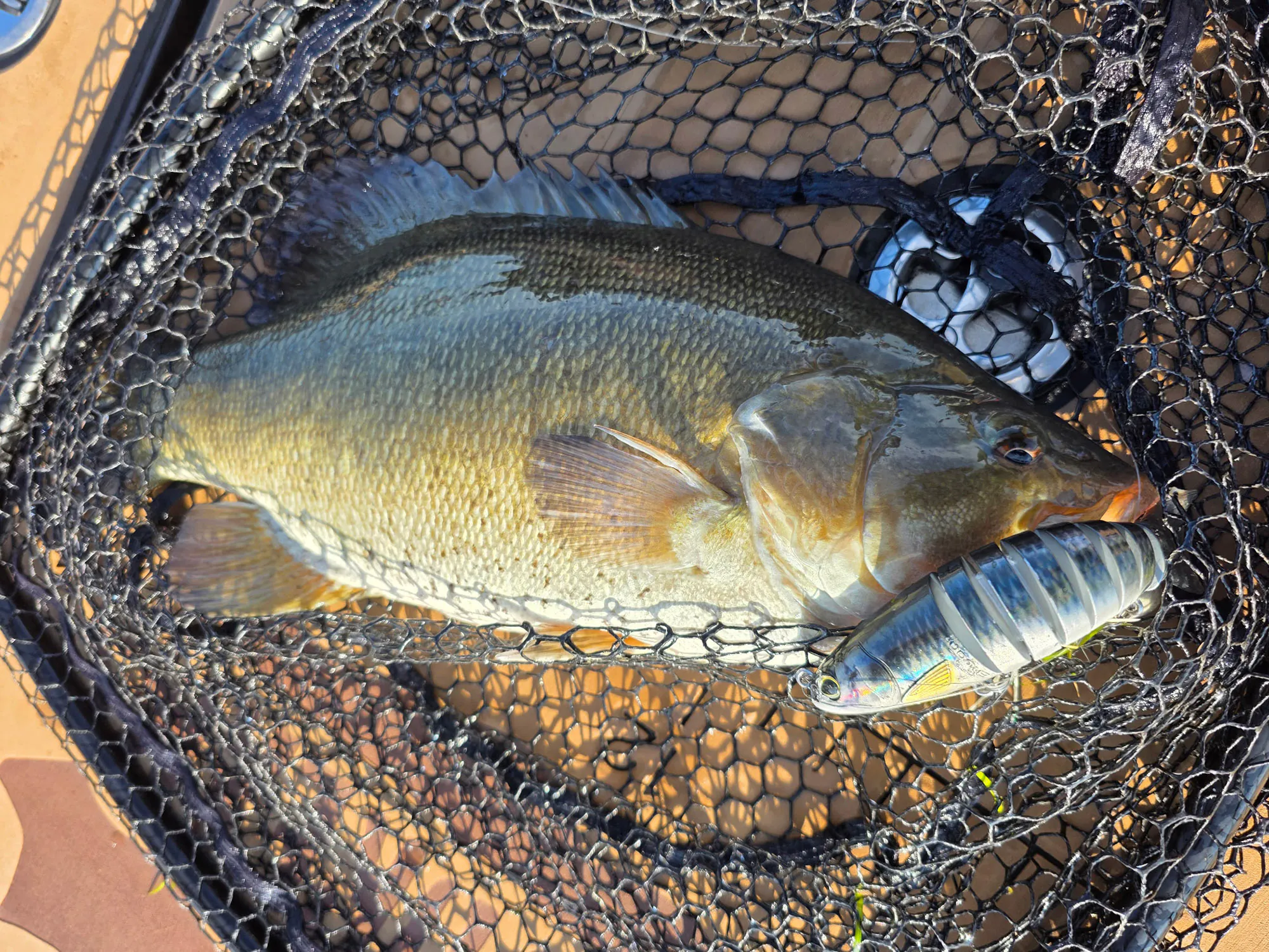 Un gros bar attrapé sur un swimbait multi-articulé
