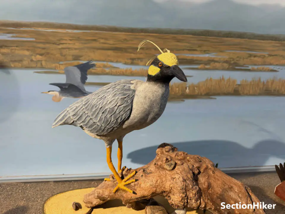 Les oiseaux en bois sculpté du Vermont Bird Museum sont incroyablement réalistes.