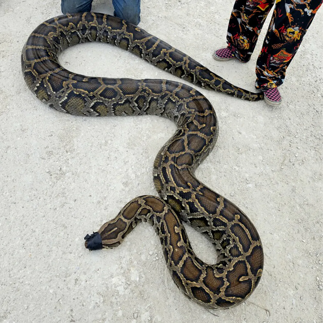 Un python mort sur la chaussée.