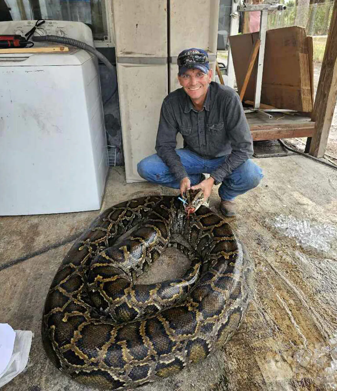 Un chasseur de serpents avec un énorme python birman.