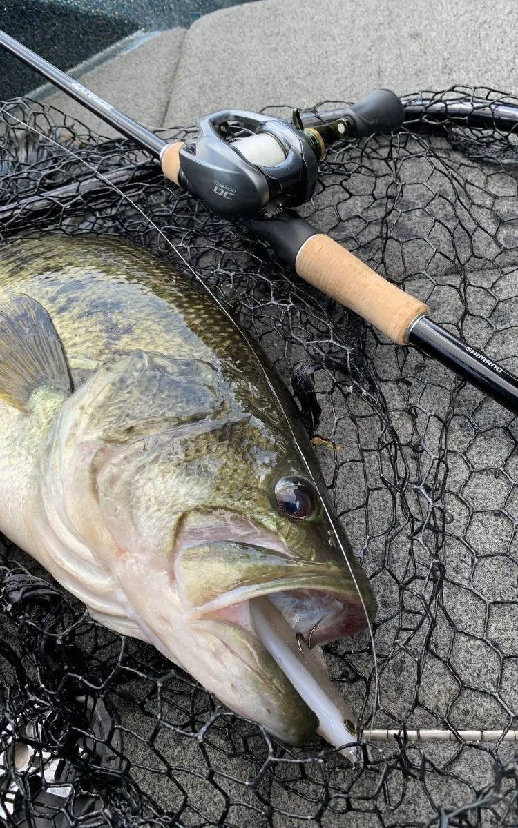 Un achigan à grande bouche dans un filet avec un swimbait dans la bouche.