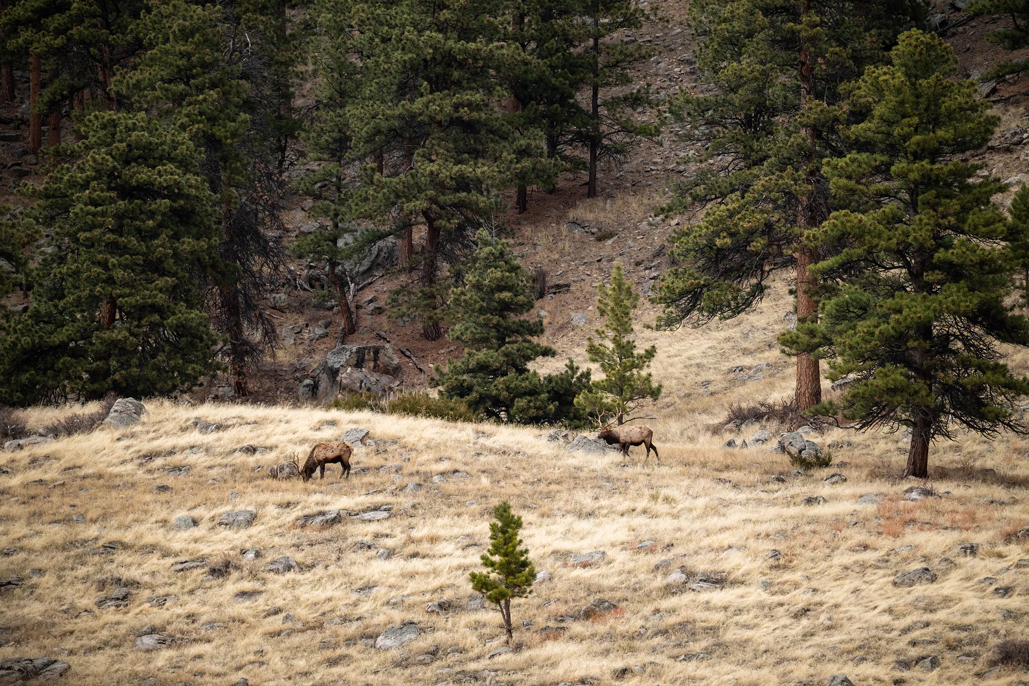 chasse au wapiti du Wyoming