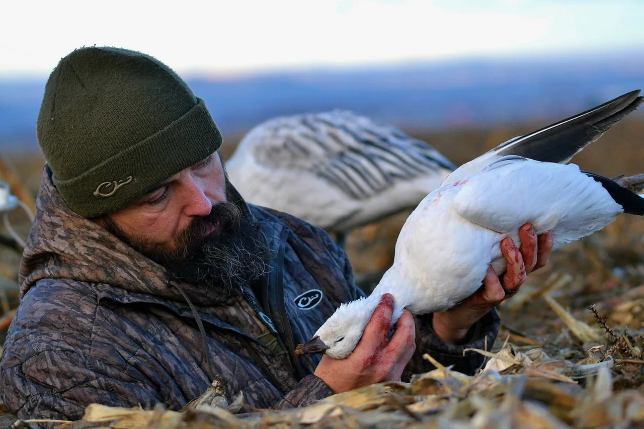 chasse à l'oie des neiges