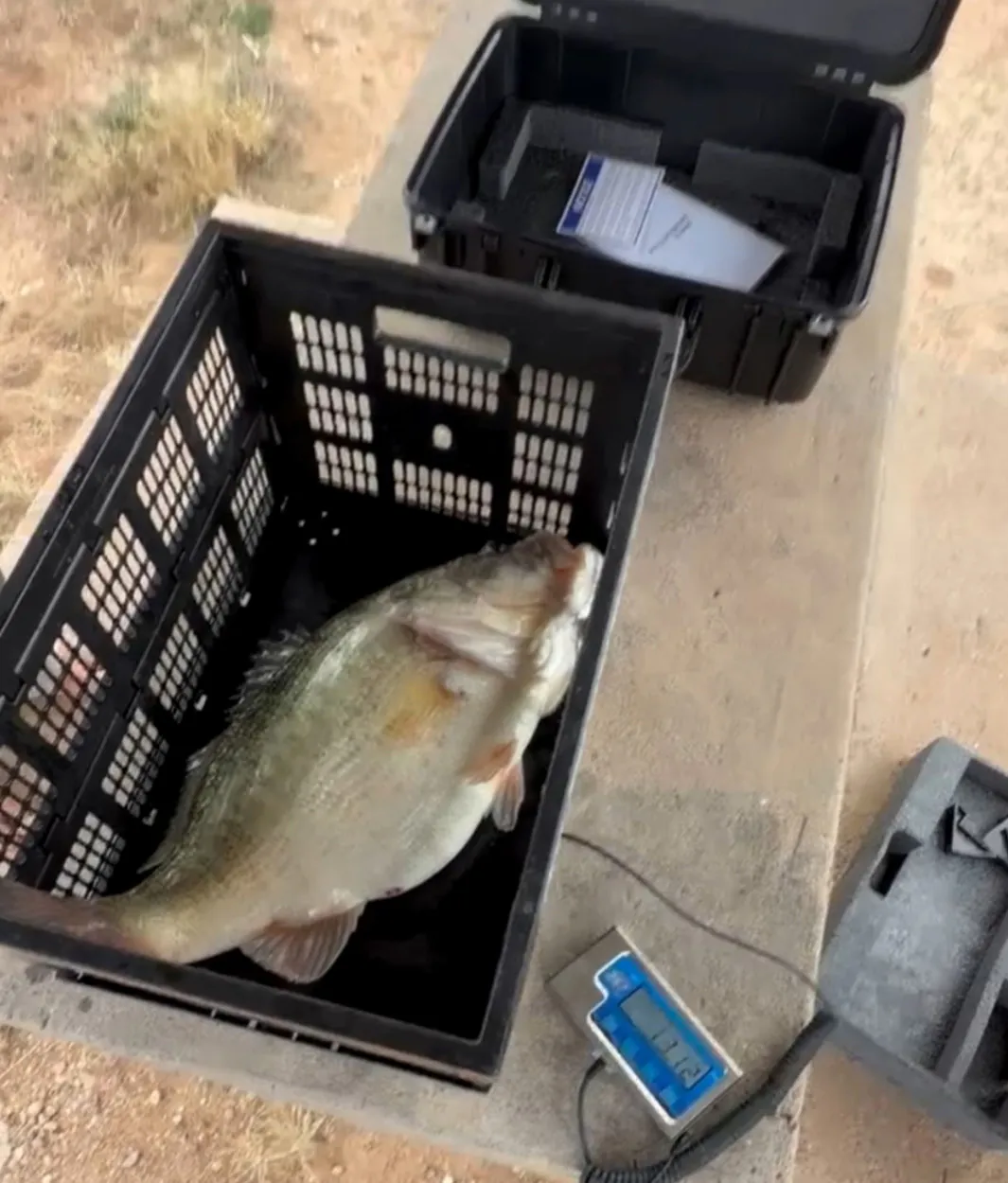 Un gros bar en cours de pesée.