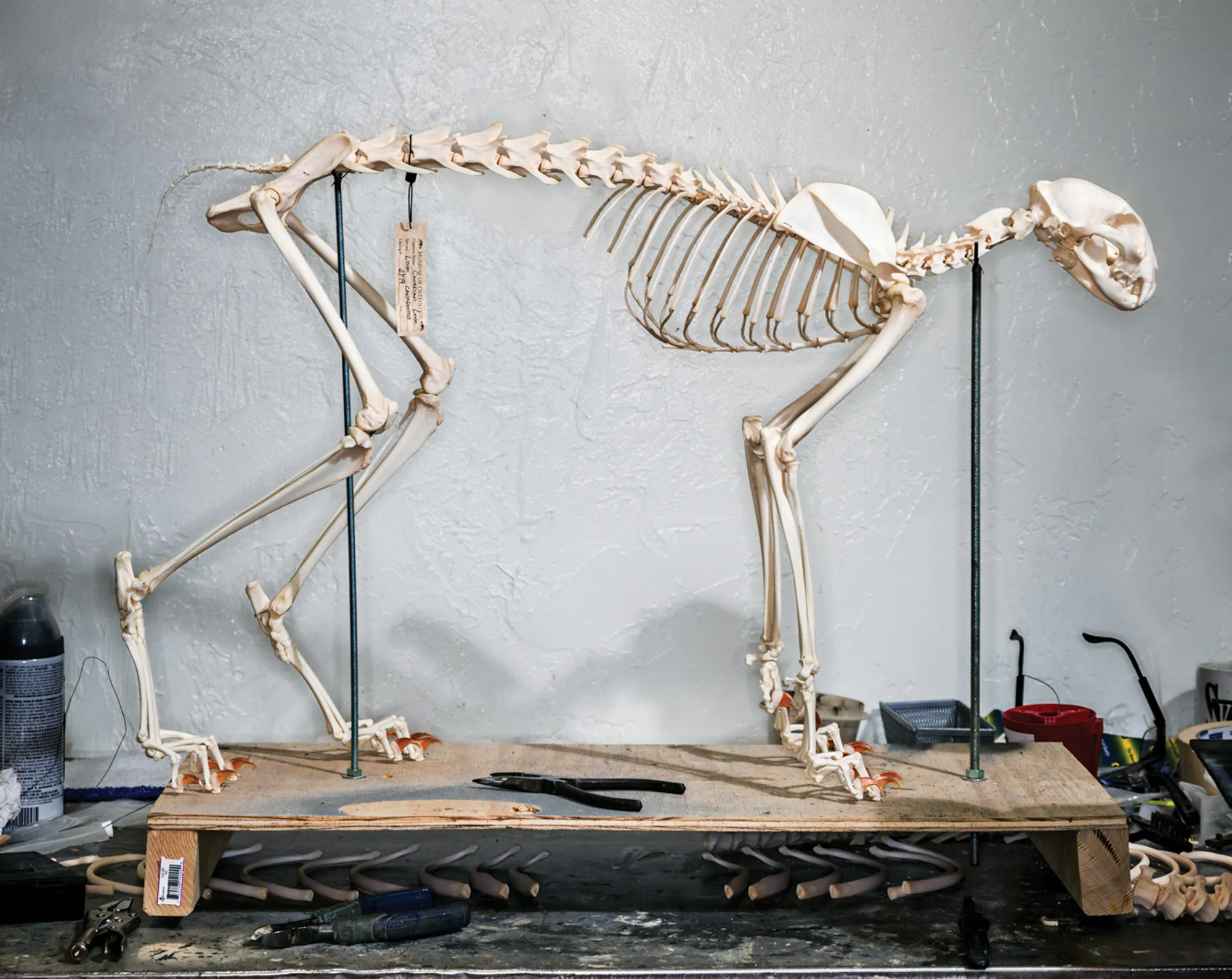 Les os d'un lynx du Canada sur un stand dans un atelier.