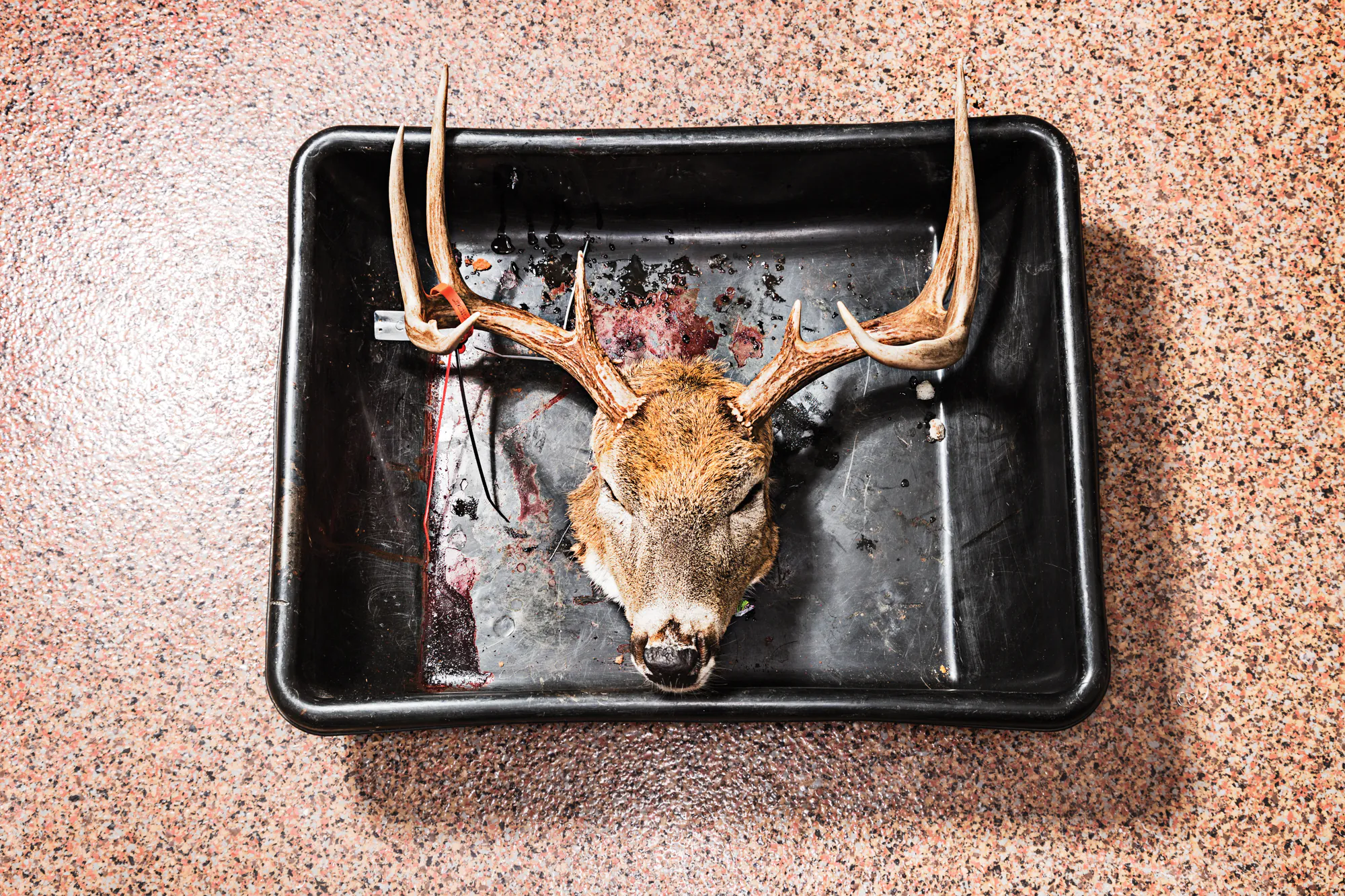 Un plateau avec la tête d'un cerf de Virginie repose sur un sol.