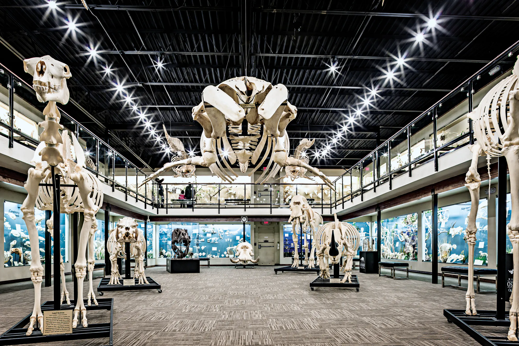 Un musée avec des squelettes sur des stands.