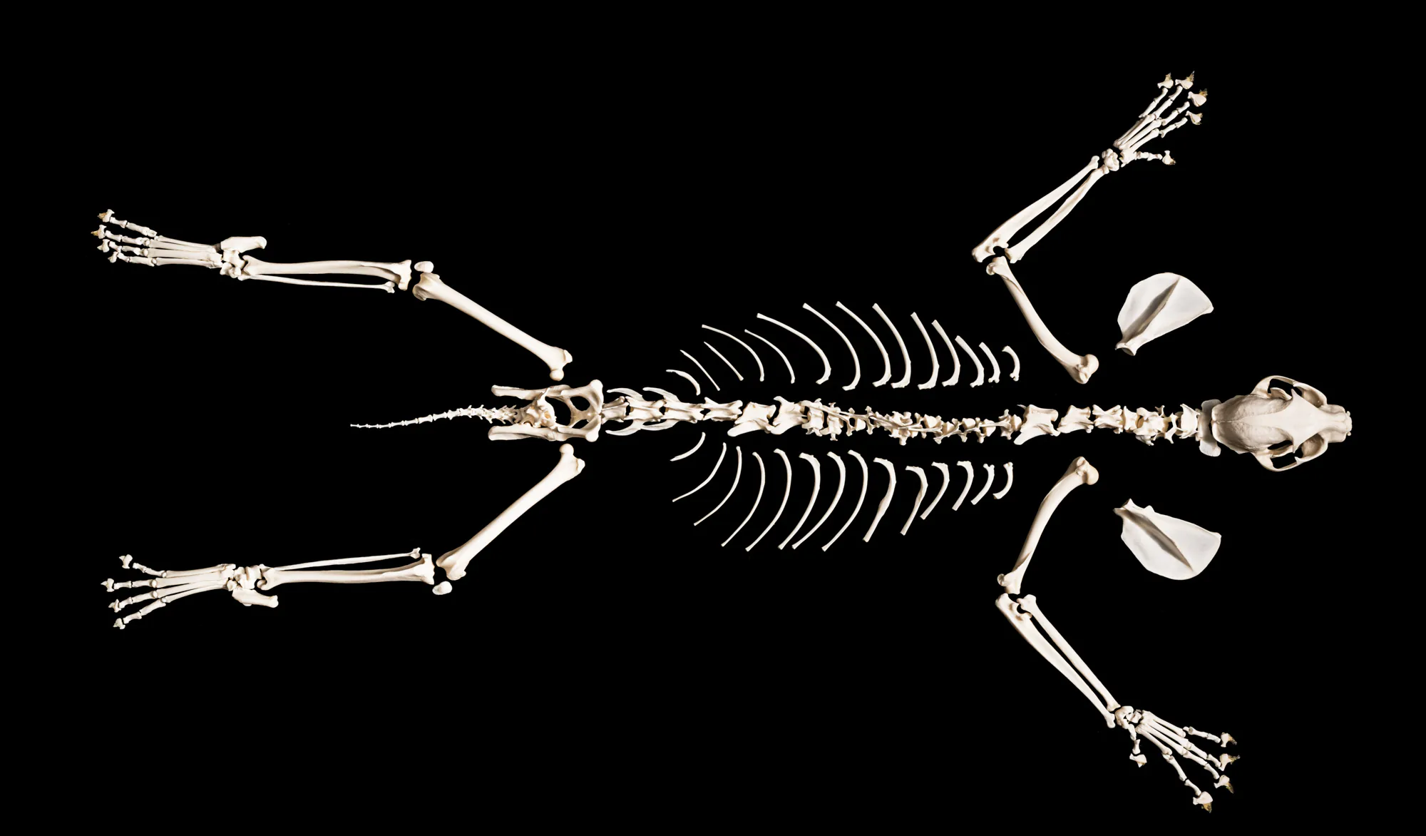 L'anatomie d'un squelette de lynx roux.