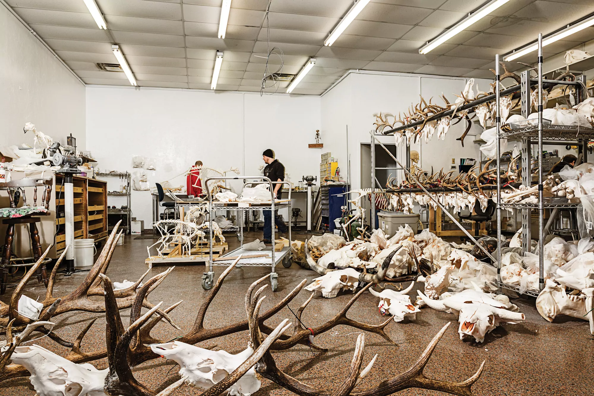 Des crânes couvrent le sol de la boutique de taxidermie Skulls Unlimited.