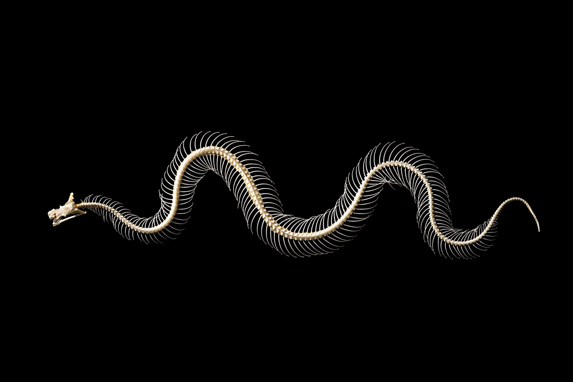 Un squelette de serpent.