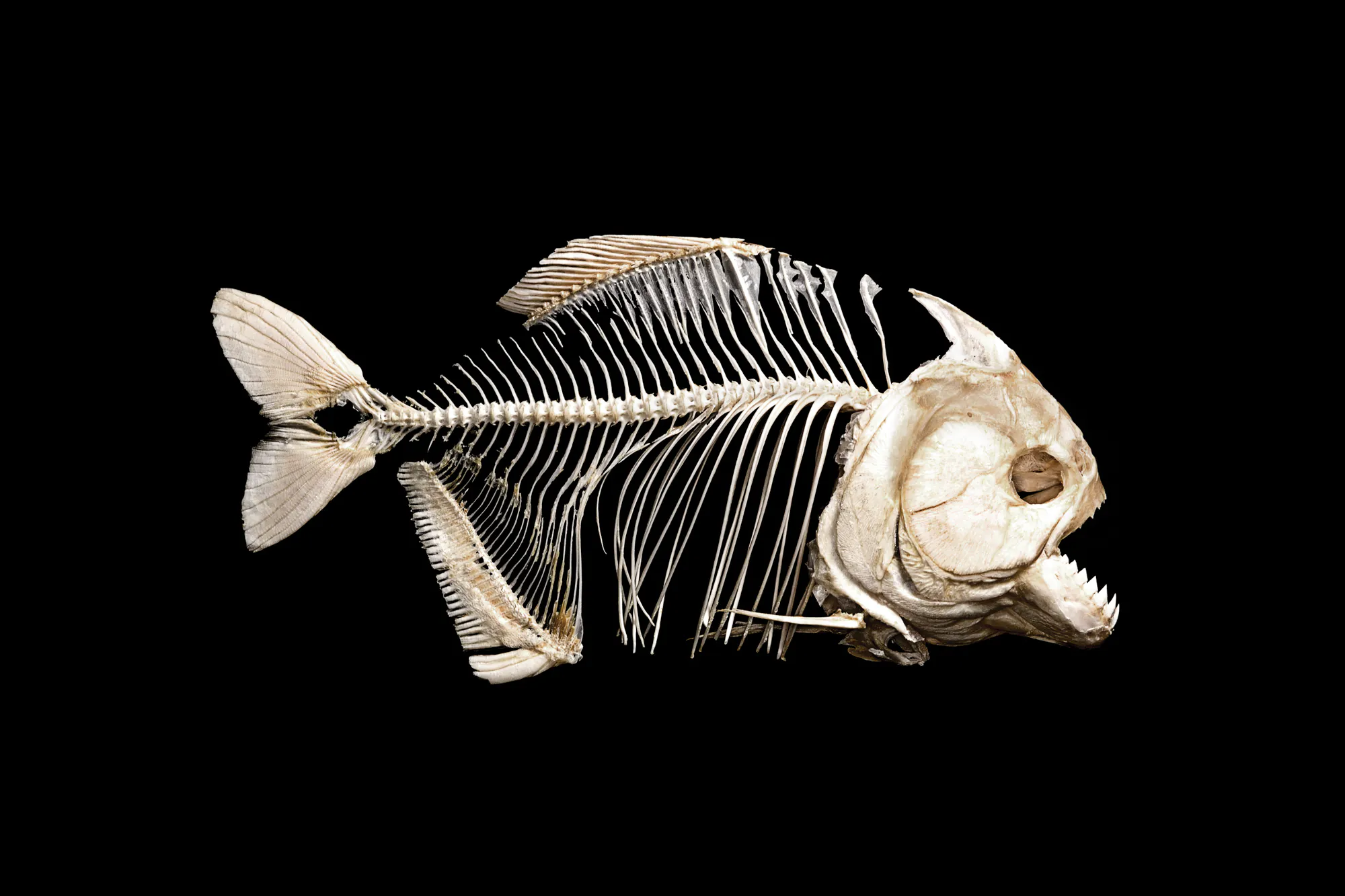 Un squelette de piranha sur fond noir.