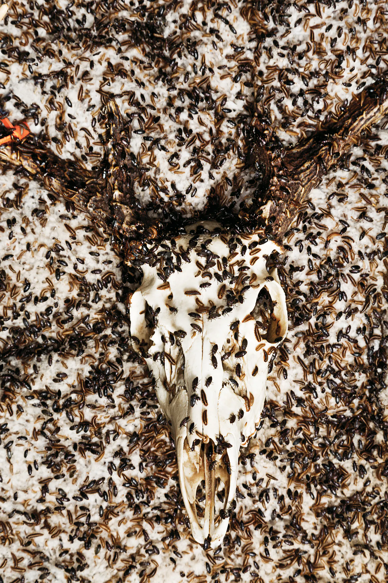Les coléoptères de la taxidermie envahissent un crâne de cerf.