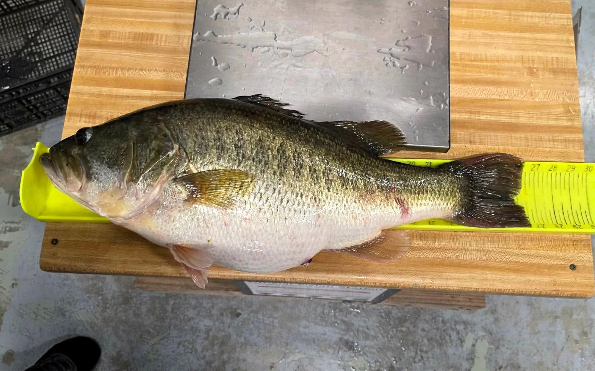 Un gros bar du Texas sur une planche à mesurer.