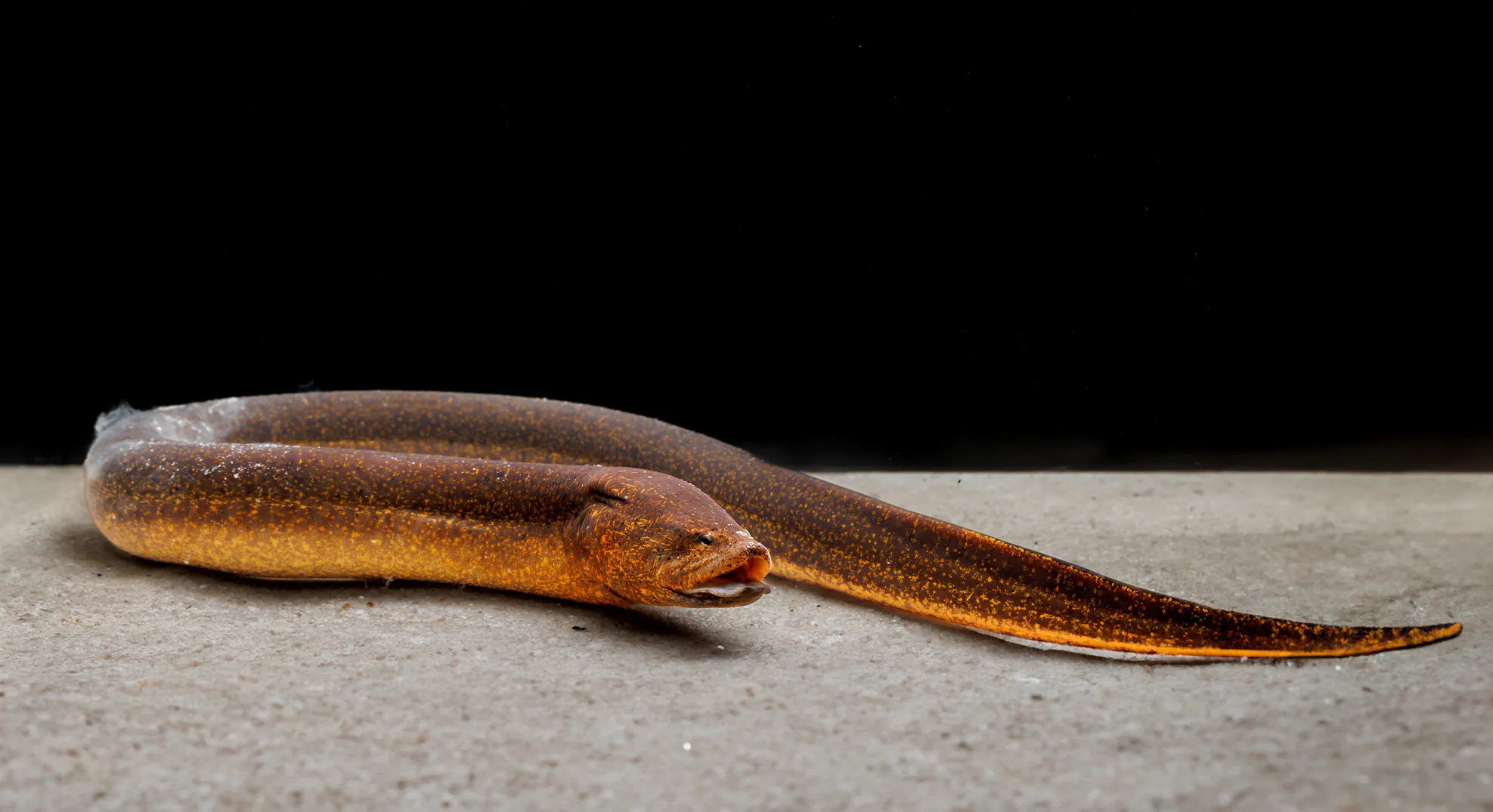 Une anguille asiatique des marais dans un aquarium.