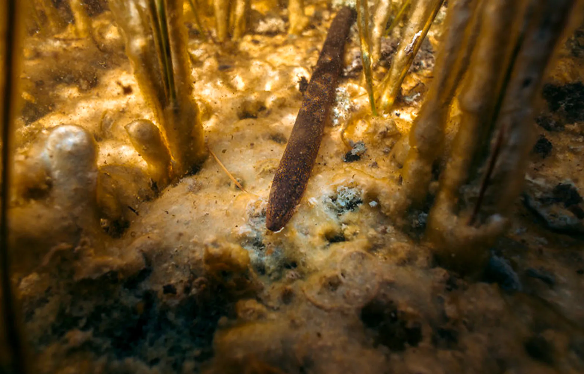 Une anguille asiatique des marais dans les zones humides.