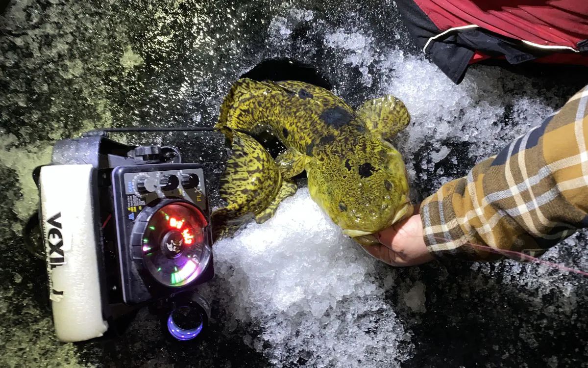 Un pêcheur sort une lotte d’un trou dans la glace.