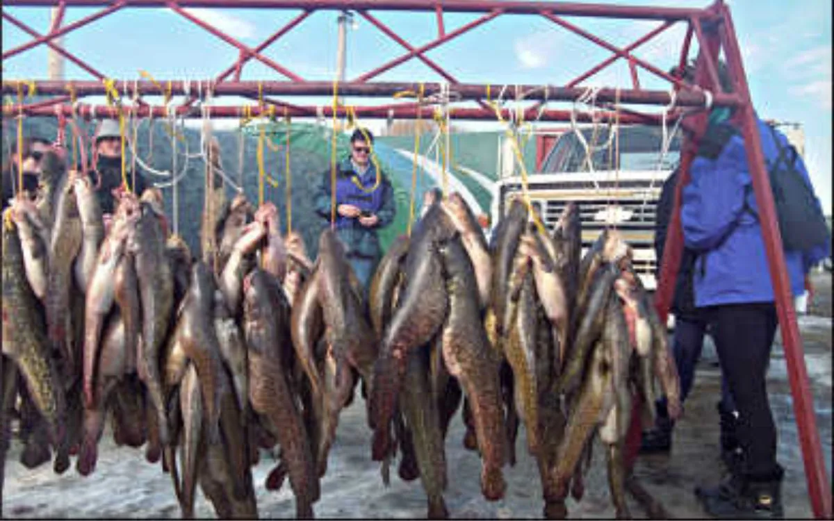 Un casier rempli de lottes mortes du festival Walker Eelpout