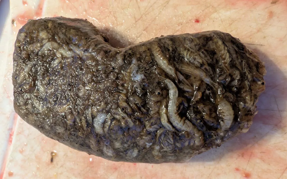 Une boule d'insectes et d'écrevisses extraite de l'estomac d'une lotte.