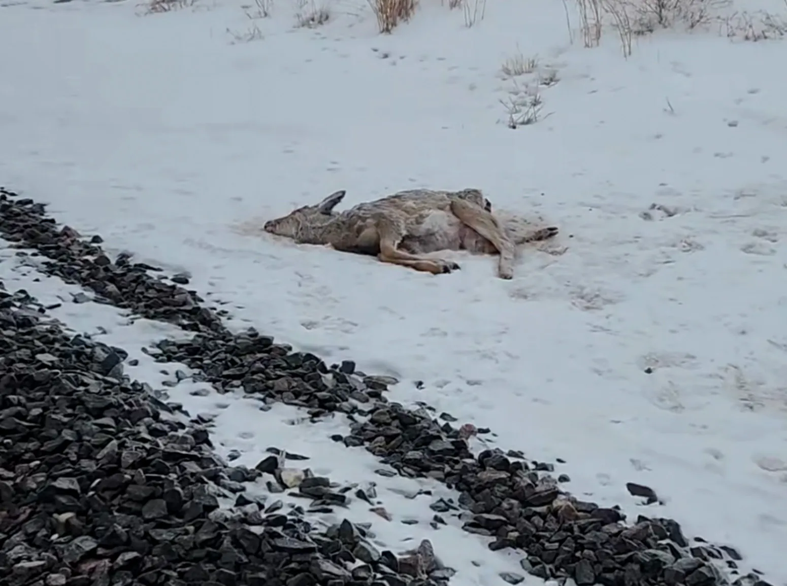 Un cerf mort trouvé le long d’une voie ferrée au Minnesota.