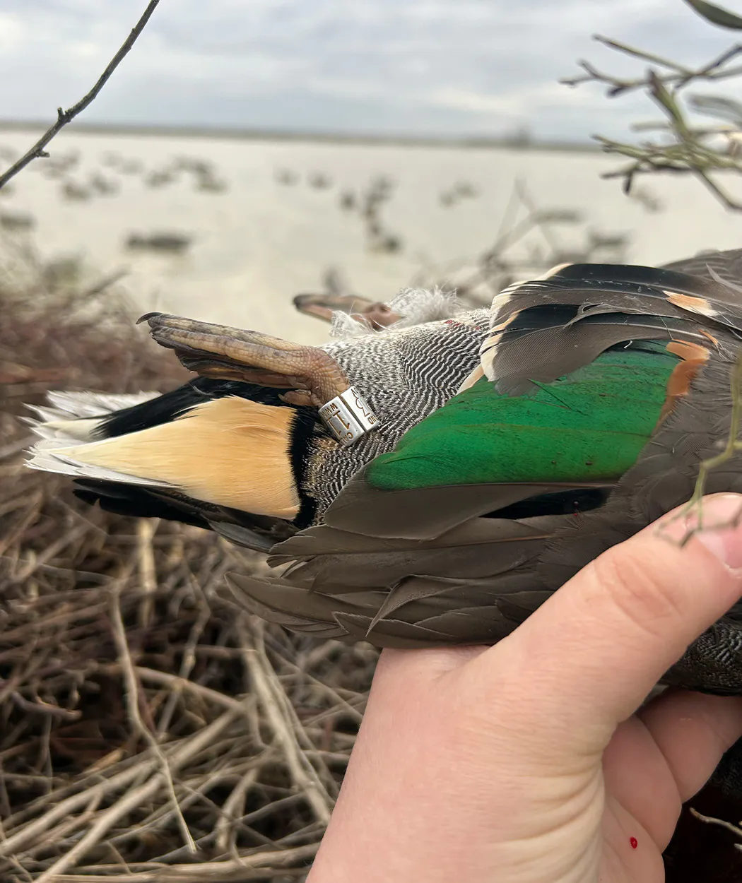 Une sarcelle à ailes vertes baguées.
