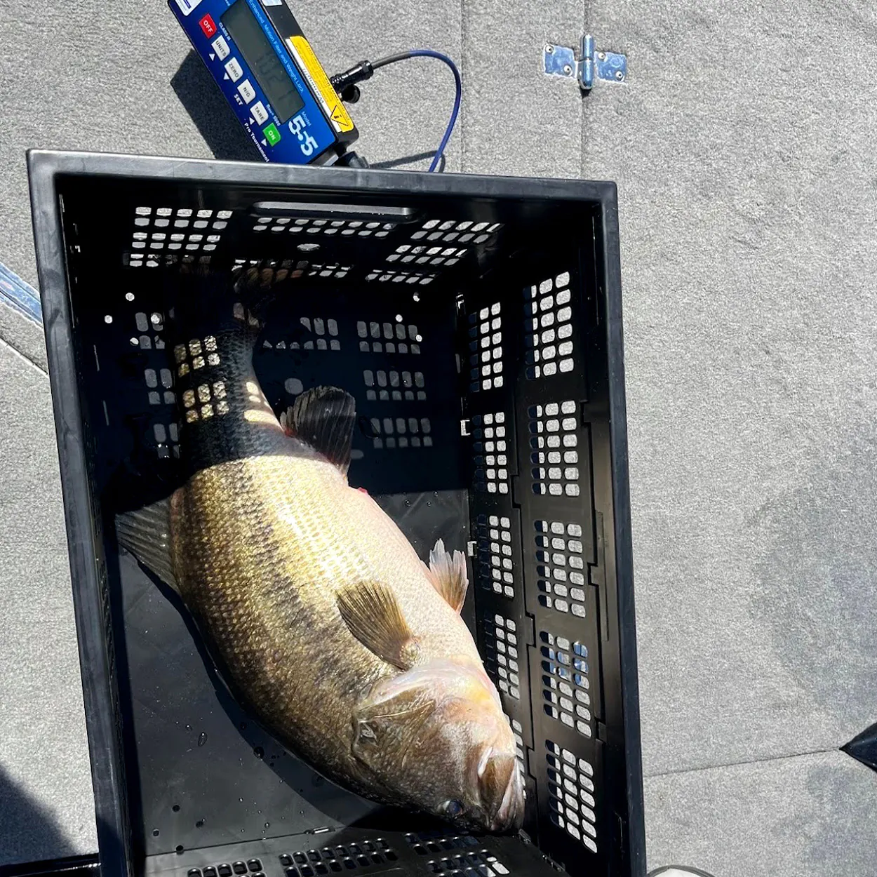 Une grosse basse à l'échelle certifiée.