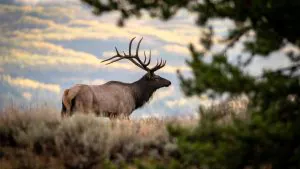 Les zones sans route offrent une chasse au wapiti 10 fois meilleure et soutiennent les meilleurs ruisseaux à truites de l'Ouest, selon une étude